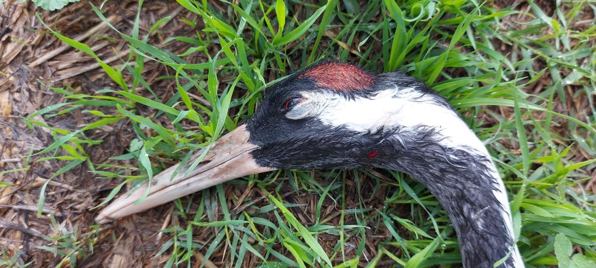 Cranes have been found dead or dying of Avian flu