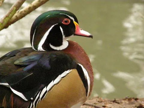 Carolinaeend (Aix sponsa)