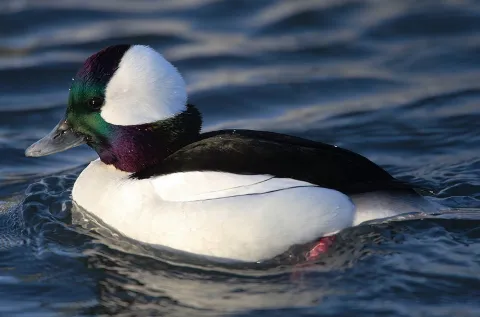 Buffelkopeend (Bucephala albeola)
