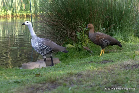 Magelhaengans (Chloephaga picta)