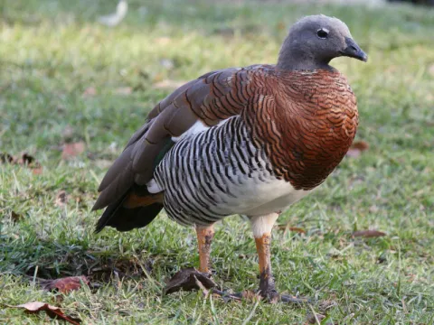 Grijskop gans (Chloephaga poliocephala)