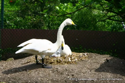 Wilde of Whooper zwaan (Cygnus cygnus)