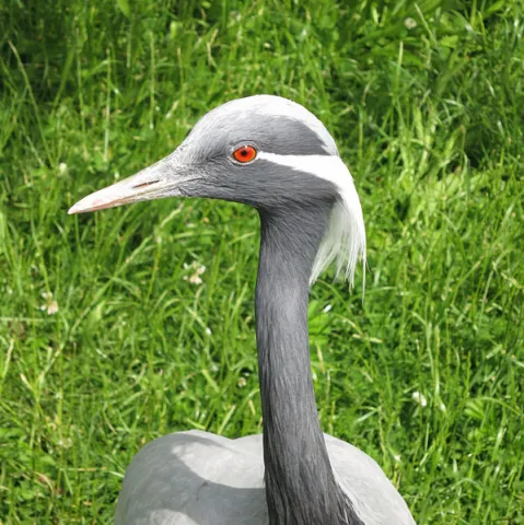 Demoiselle Crane