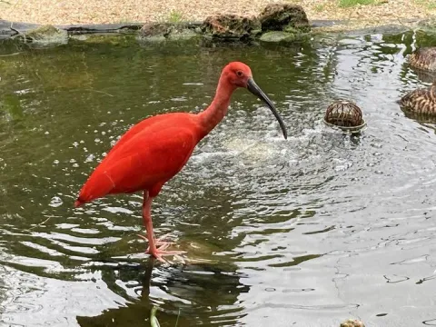 Scarlet ibis (Eudocimus ruber)