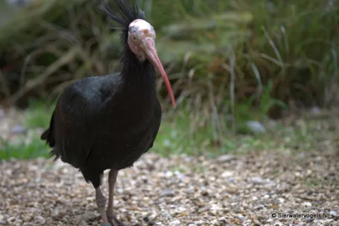 Northern Bald Ibis (Geronticus eremita)