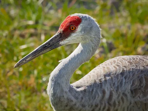 Sandhill Crane