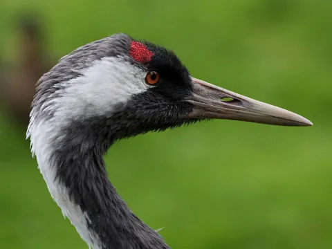 Europese kraanvogel (Grus grus)