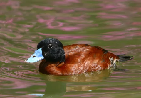 Oxyura vittata