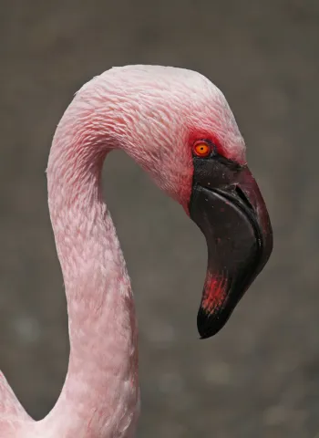 Lesser flamingo
