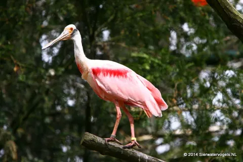 Roseate spoonbill (Platalea ajaja)