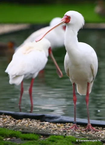 Platalea alba