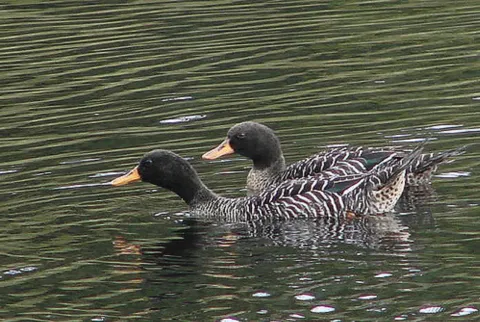 Salvadorina waigiuensis