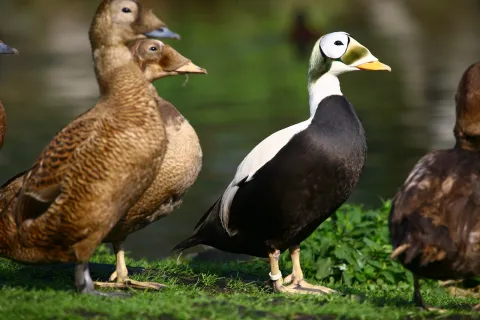Spectacled eider (Somateria fischeri)