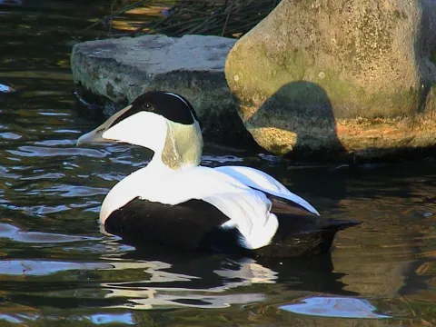 Europese Eider (Somateria mollissima) man