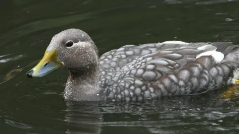 Tachyeres patachonicus