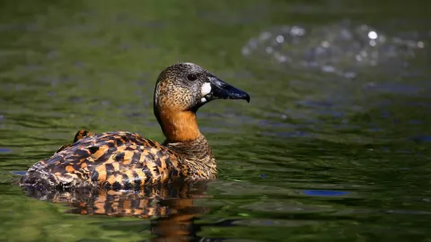 Witrugeend (Thalassornis leuconotus)