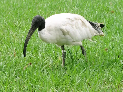 Threskiornis molucca