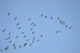 Duizenden kraanvogels boven Limburg