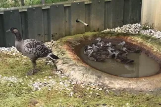 Vos op rooftocht, slachting onder watervogels