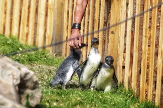 1Limburg - Foto: Jean-Pierre Geusens