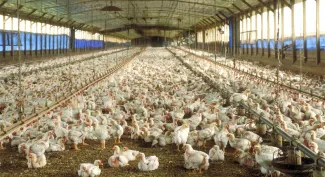 Pluimveesector vraagt om ophokplicht vanwege H5N8
