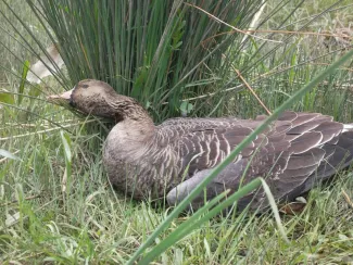 Vogelgriep bij wilde kolgans in Duitsland