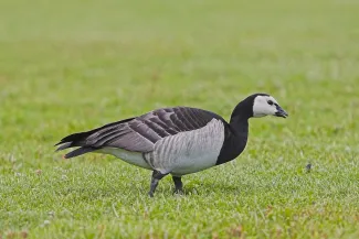 Vogelgriepvirus slaat om zich heen aan de Friese kust