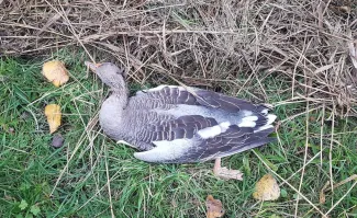 Vogelgriep vastgesteld Vogelgriep vastgesteld
