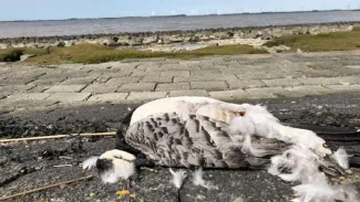 Een dode brandgans aan de Groningse kust (Foto: RTV Noord | Erik Hulsegge)