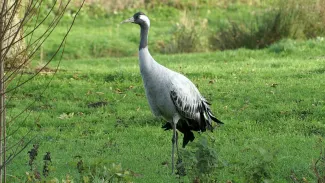 Succesvol broedjaar voor Kraanvogels in Drenthe