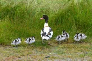 Dode bergeenden aangespoeld op Zeeuwse stranden