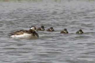 Succesvolle broed van IJseenden op de Marker Wadden (2019) Succesvolle broed van IJseenden op de Marker Wadden (2019)