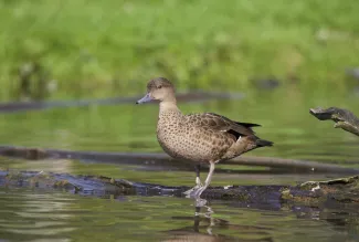 Madagascar Teal (Anas bernieri)