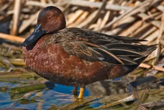 Cinnamon Teal (Anas cyanoptera)