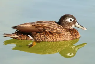 Laysan taling (Anas laysanensis)