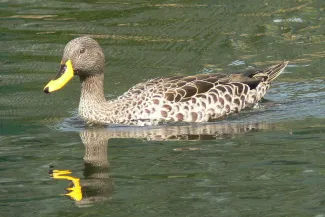 Geelsnaveleend (Anas undulata undulate)