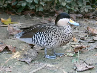 Silver Teal (Anas versicolor)