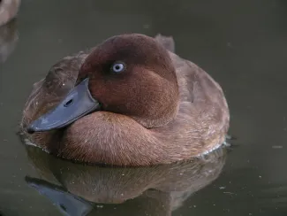 Madagascar witoogeend (Aythya innotata)