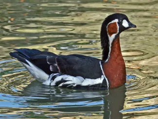 Branta ruficollis