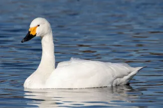 Cygnus columbianus bewickii