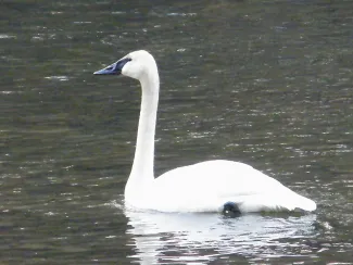Cygnus buccinator