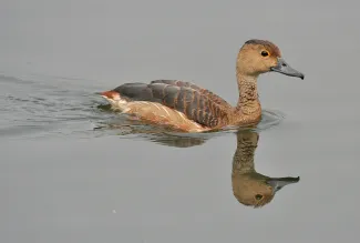 Lesser Whistling duck