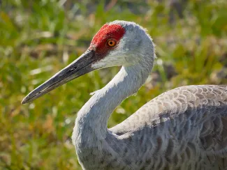 Sandhill Crane