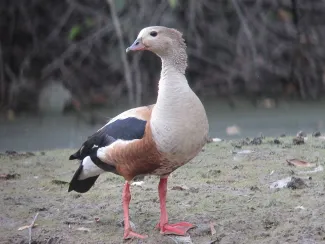 Orinoco Goose (Neochen jubata)
