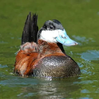 Oxyura jamaicensis