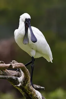 Platalea regia