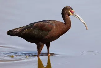 Plegadis chihi (Adult)
