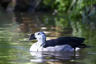 Sarkidiornis melanotis