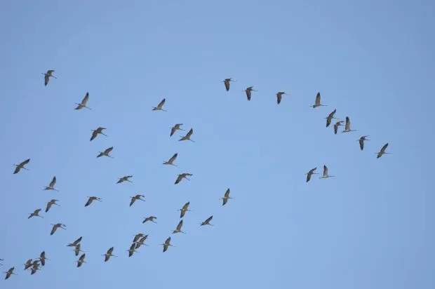 Duizenden kraanvogels boven Limburg