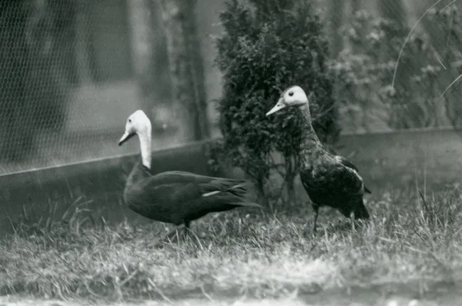 David Seth-Smith's 1926 shot of a pair of pink-headed ducks in captivity—one of the only known photographs of the species. ZOOLOGICAL SOCIETY OF LONDON/BRIDGEMAN IMAGES